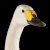 Splendid-est Swan